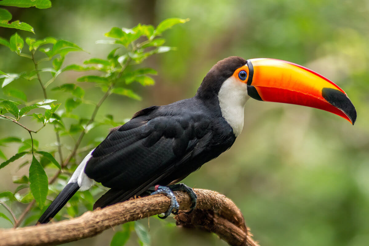 Motif général existant représentant la forêt tropicale