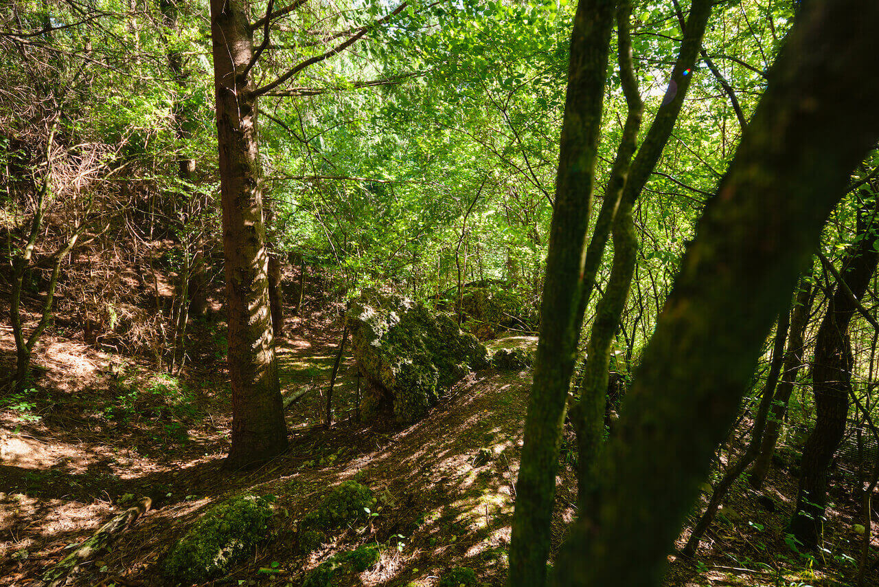 La luce del sole tra gli alberi nella proprietà “Deutschland” nei pressi di Welden