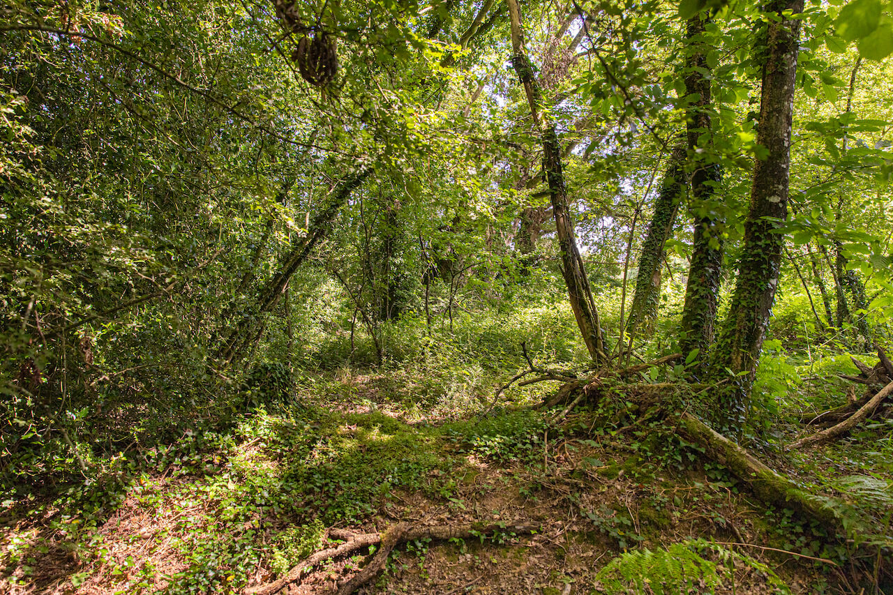 Chioma verde e sentiero nel bosco nella proprietà francese nei pressi di Monteneuf