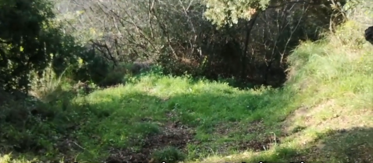 Grüner Pfad zwischen Bäumen, Standbild aus dem Wegfilm
